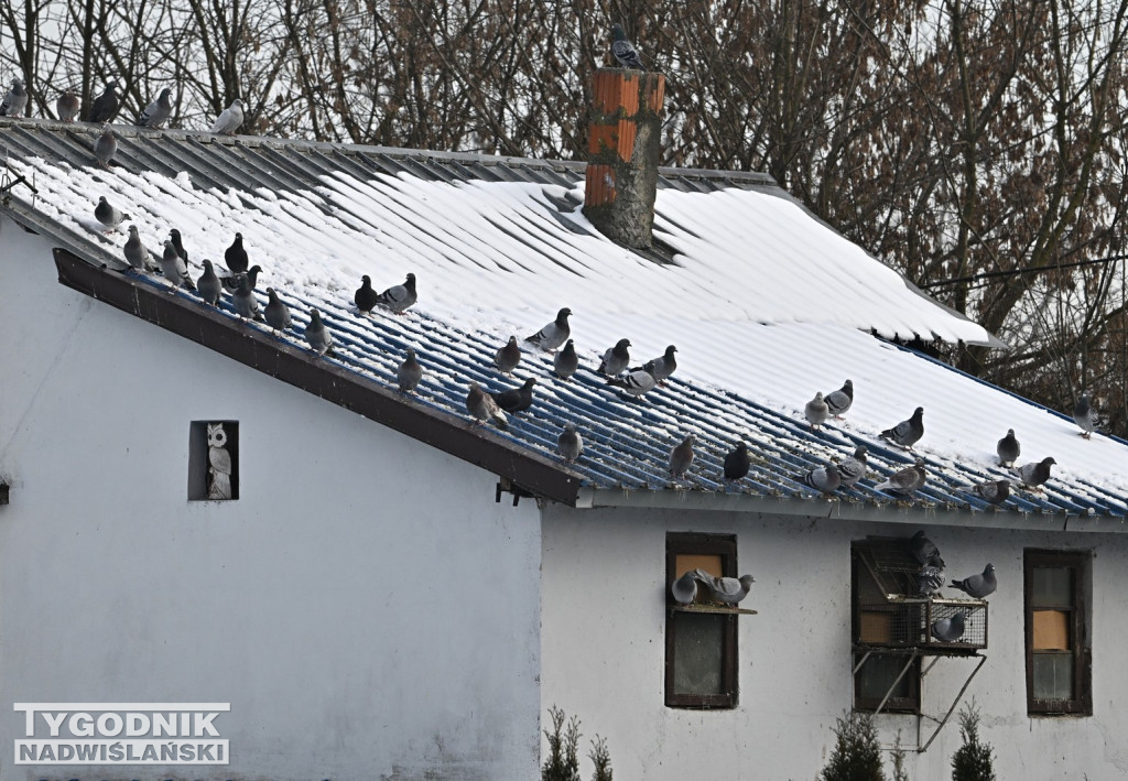 Gołębie wyrzucone z gołębnika