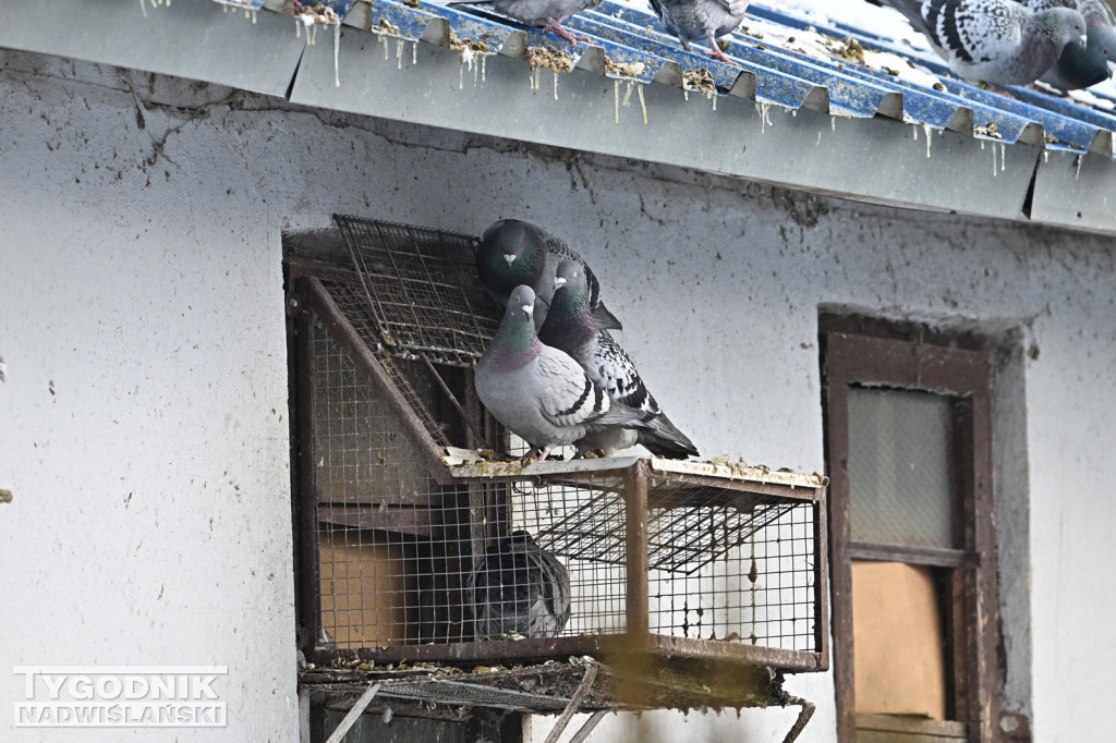 Gołębie wyrzucone z gołębnika