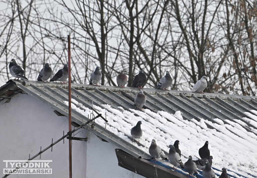 Gołębie wyrzucone z gołębnika