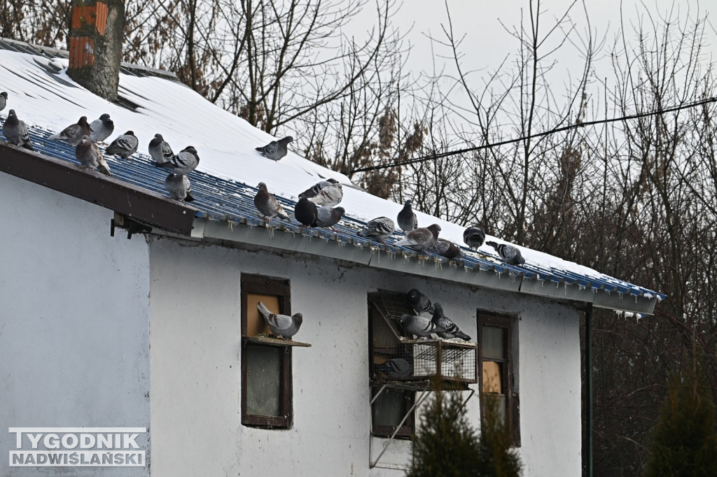 Gołębie wyrzucone z gołębnika