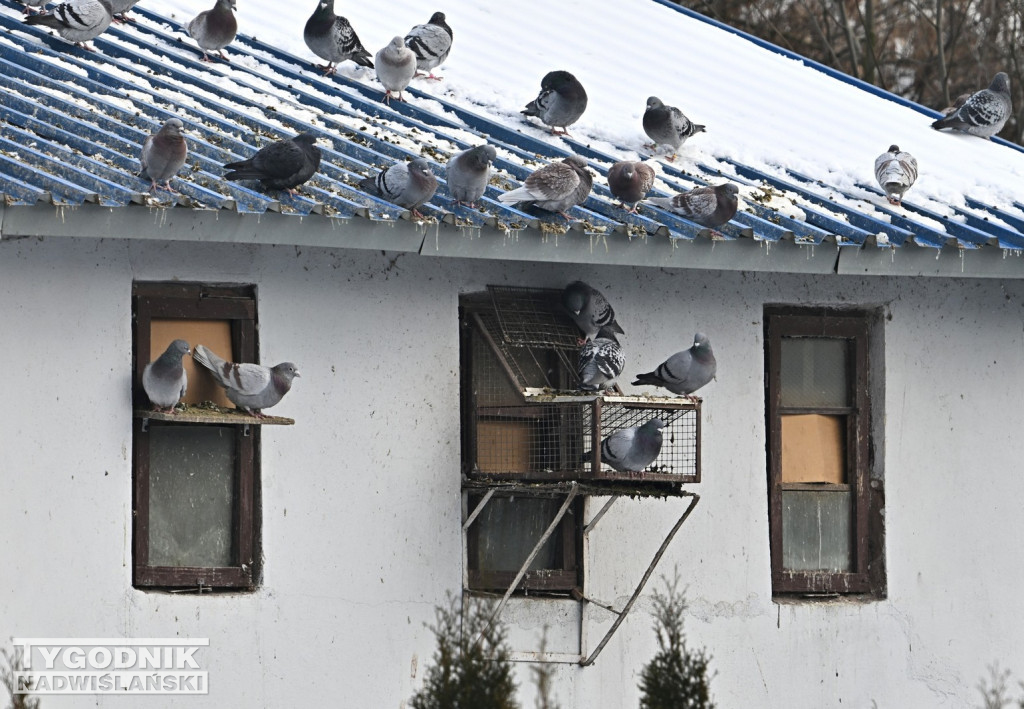 Gołębie wyrzucone z gołębnika