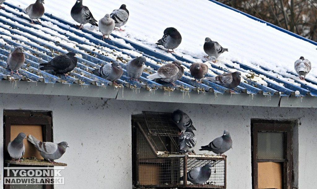 Gołębie wyrzucone z gołębnika