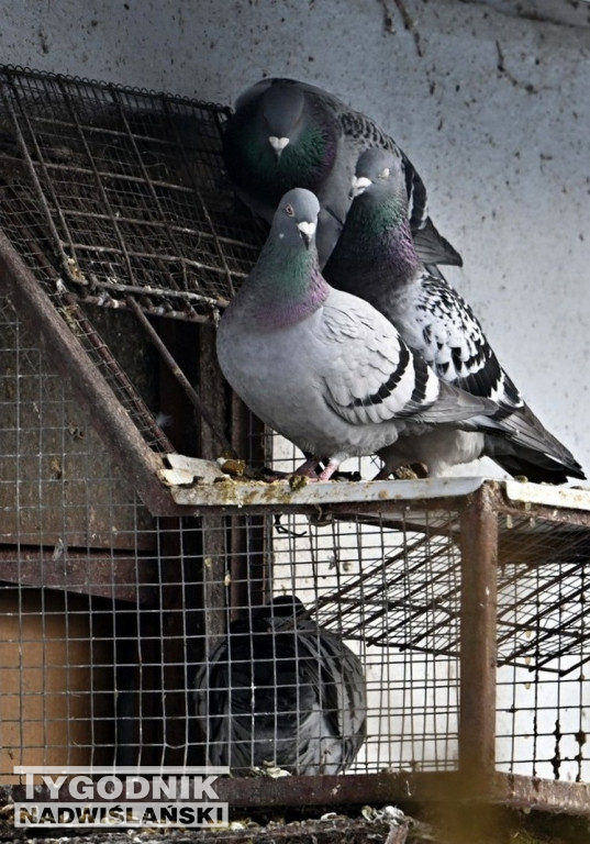 Gołębie wyrzucone z gołębnika