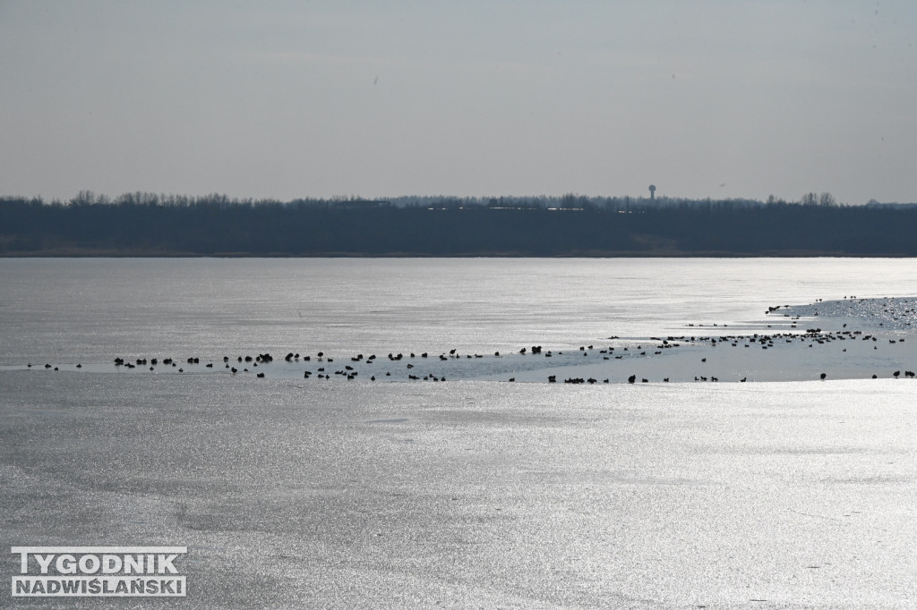 Jezioro Tarnobrzeskie - 1 marca 2026