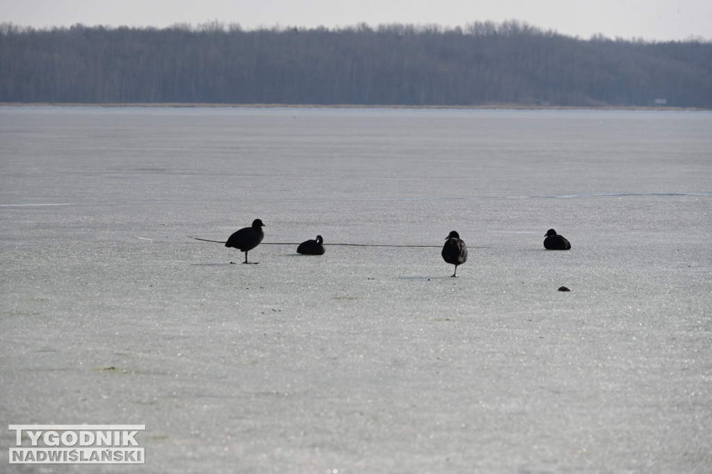 Jezioro Tarnobrzeskie - 1 marca 2026