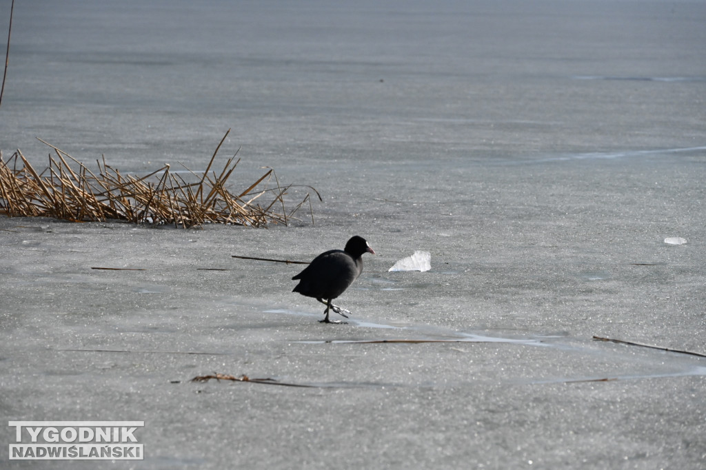 Jezioro Tarnobrzeskie - 1 marca 2026