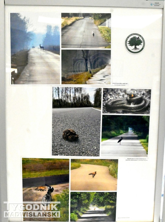 Dzikie na drodze - wyjątkowa wystawa w WORD Tarnobrzeg