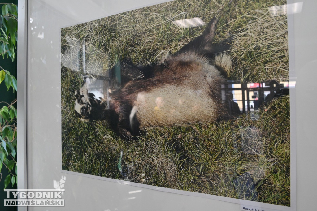 Dzikie na drodze - wyjątkowa wystawa w WORD Tarnobrzeg