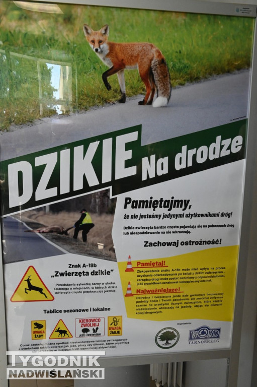 Dzikie na drodze - wyjątkowa wystawa w WORD Tarnobrzeg
