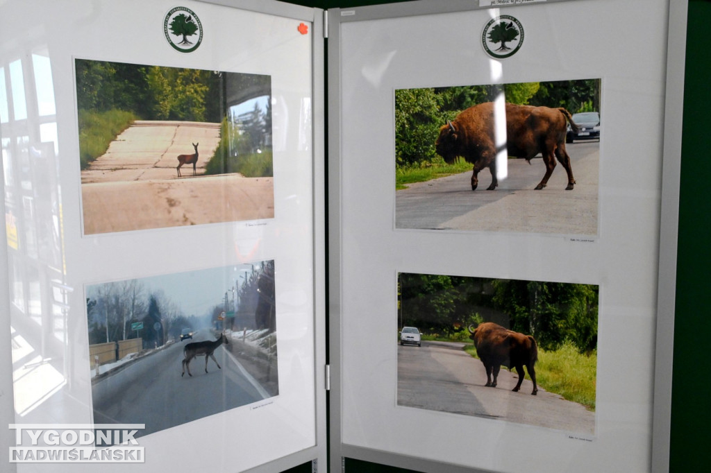 Dzikie na drodze - wyjątkowa wystawa w WORD Tarnobrzeg