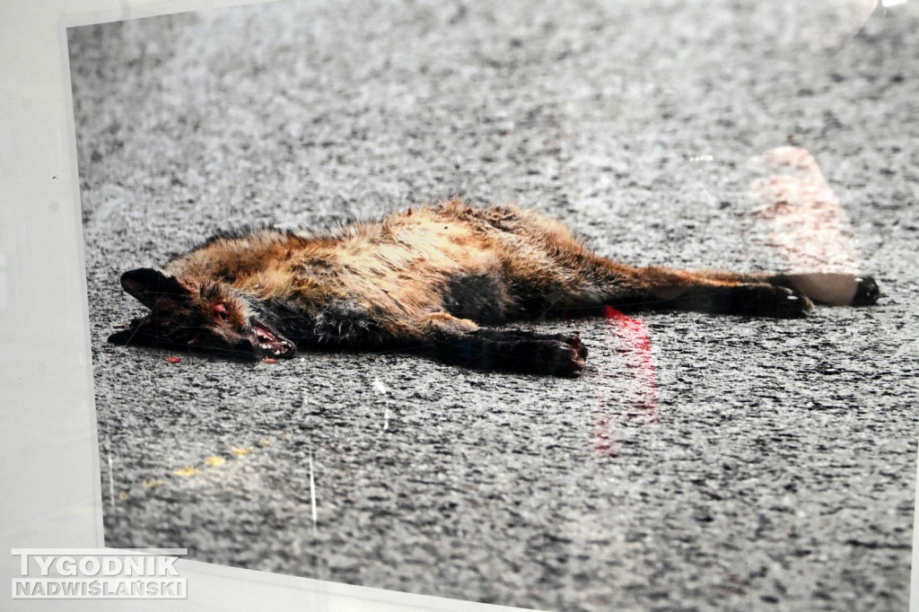 Dzikie na drodze - wyjątkowa wystawa w WORD Tarnobrzeg