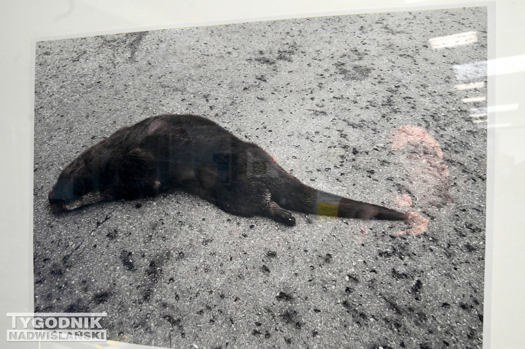 Dzikie na drodze - wyjątkowa wystawa w WORD Tarnobrzeg