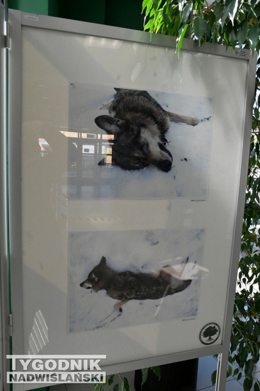 Dzikie na drodze - wyjątkowa wystawa w WORD Tarnobrzeg