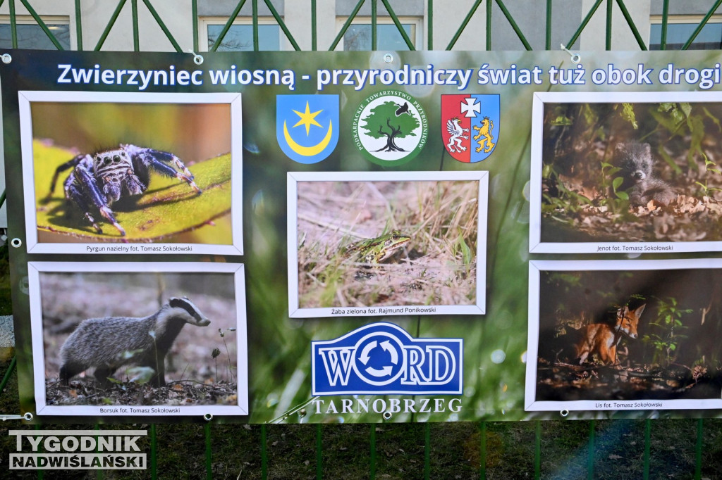 Dzikie na drodze - wyjątkowa wystawa w WORD Tarnobrzeg