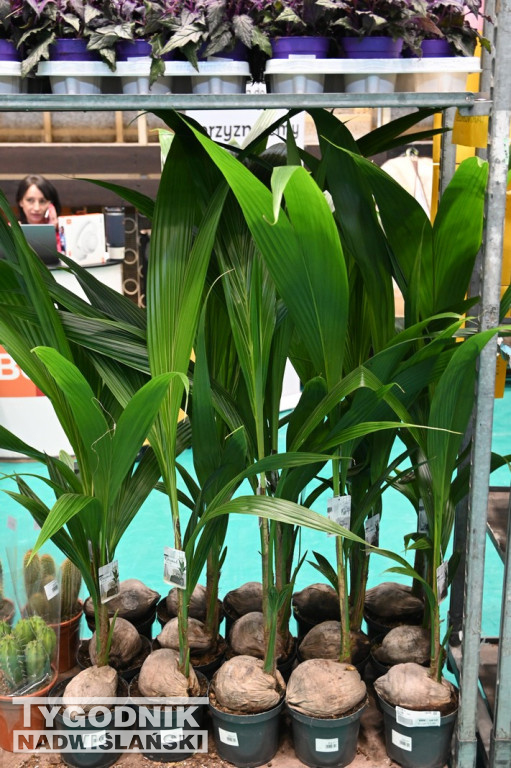 Festiwal Roślin w Tarnobrzegu - marzec 2026