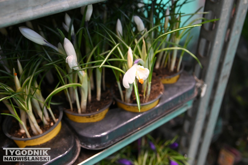 Festiwal Roślin w Tarnobrzegu - marzec 2026