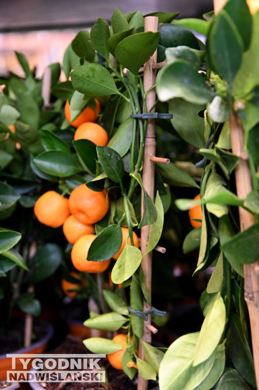 Festiwal Roślin w Tarnobrzegu - marzec 2026
