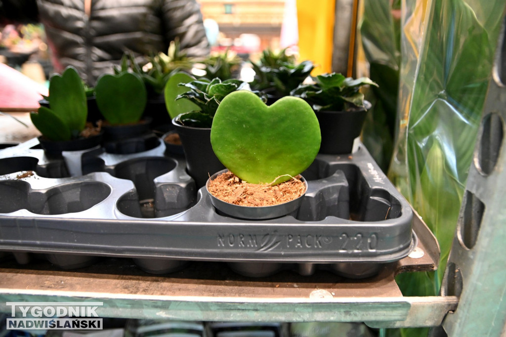 Festiwal Roślin w Tarnobrzegu - marzec 2026