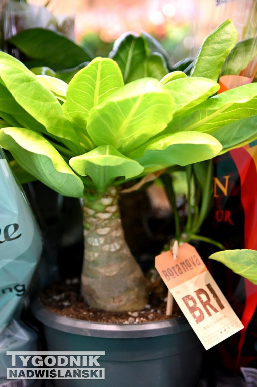 Festiwal Roślin w Tarnobrzegu - marzec 2026