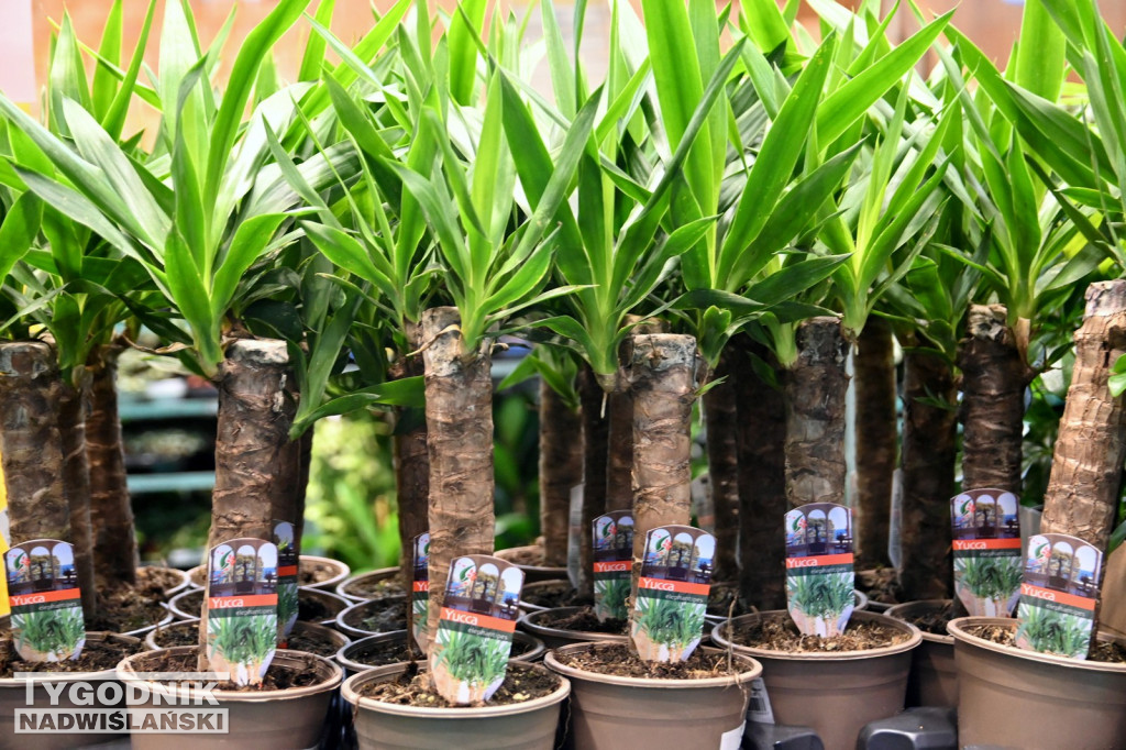 Festiwal Roślin w Tarnobrzegu - marzec 2026