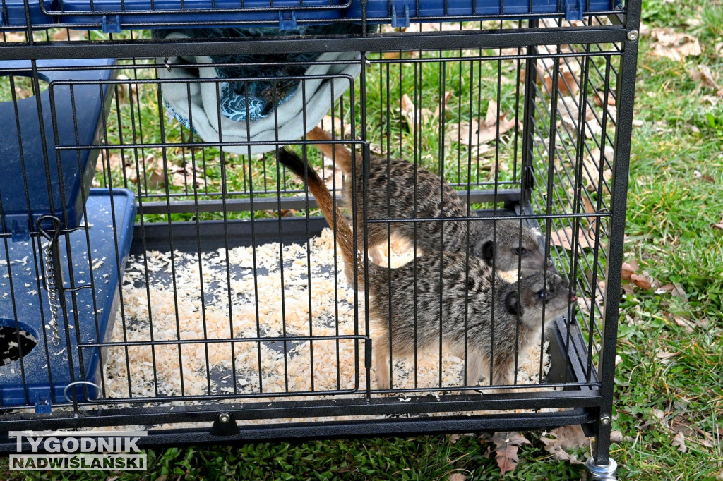 Piknik dla Schroniska u Machowiaków w Tarnobrzegu