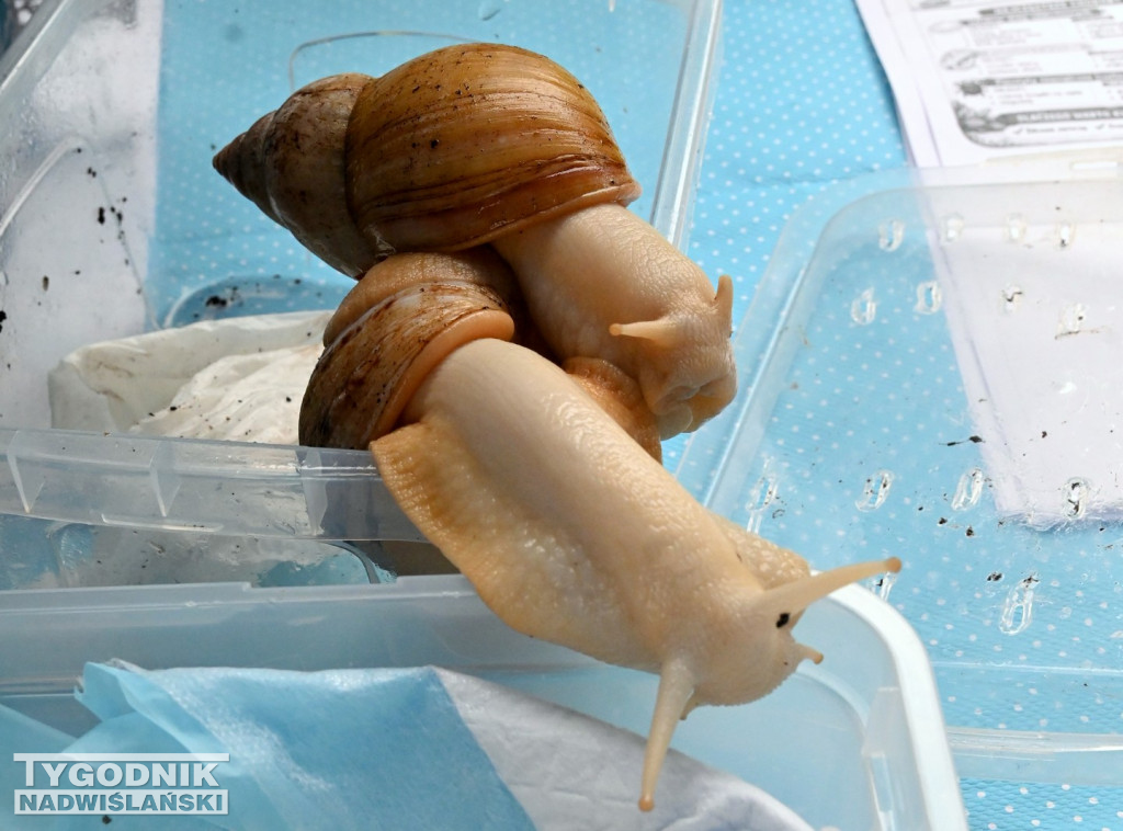 Piknik dla Schroniska u Machowiaków w Tarnobrzegu