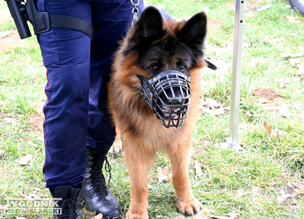 Piknik dla Schroniska u Machowiaków w Tarnobrzegu