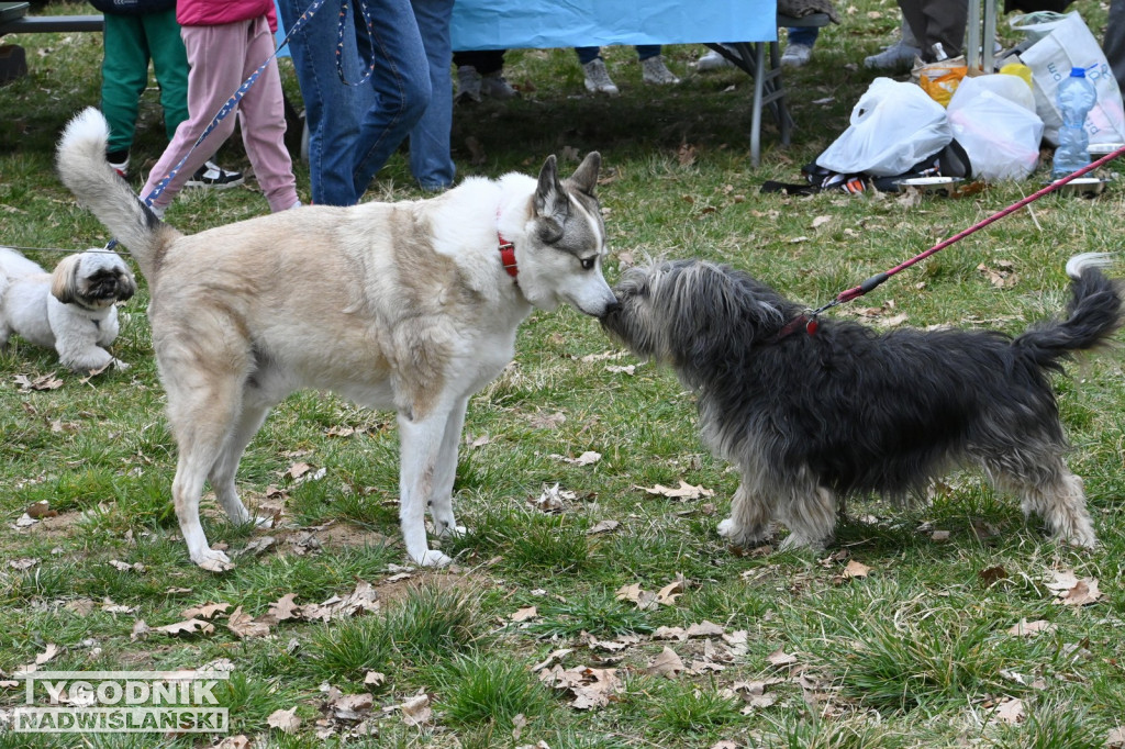 Piknik dla Schroniska u Machowiaków w Tarnobrzegu