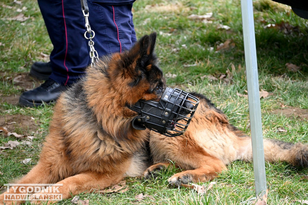 Piknik dla Schroniska u Machowiaków w Tarnobrzegu