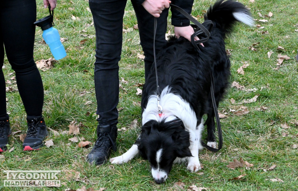 Piknik dla Schroniska u Machowiaków w Tarnobrzegu
