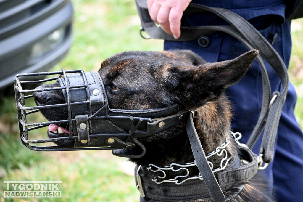Piknik dla Schroniska u Machowiaków w Tarnobrzegu
