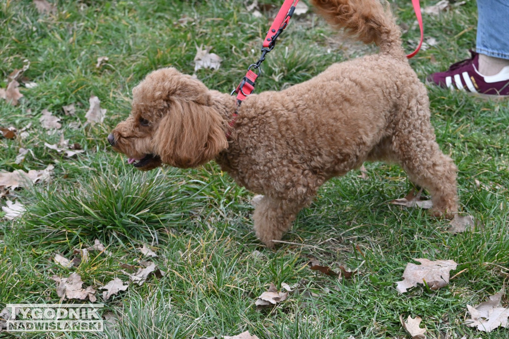 Piknik dla Schroniska u Machowiaków w Tarnobrzegu