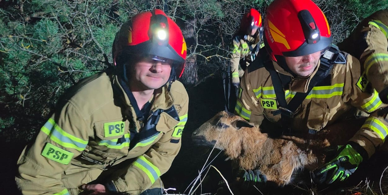 Owca uwięziona na skałach