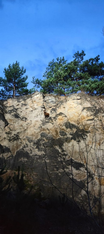 Owca uwięziona na skałach