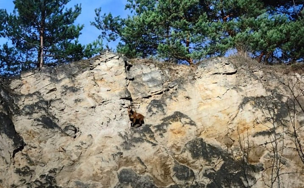 Owca uwięziona na skałach