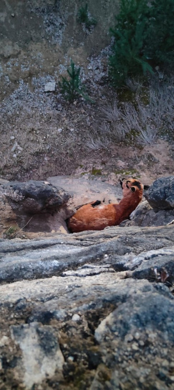 Owca uwięziona na skałach