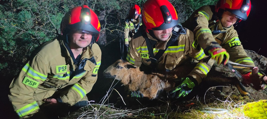Owca uwięziona na skałach