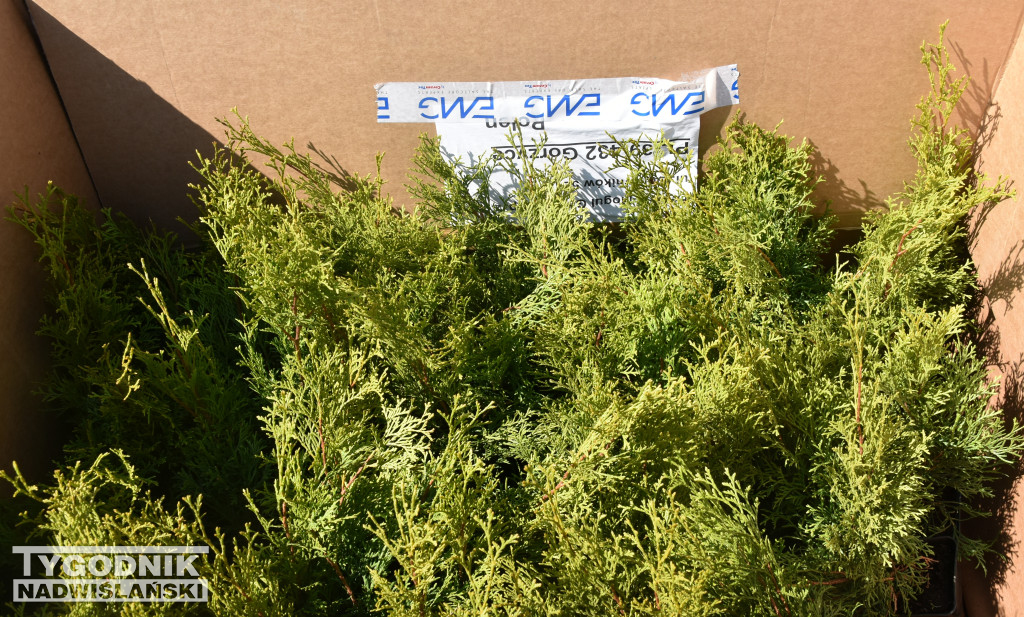 Akcja „Wspólnie sprzątaMY Sandomierz”