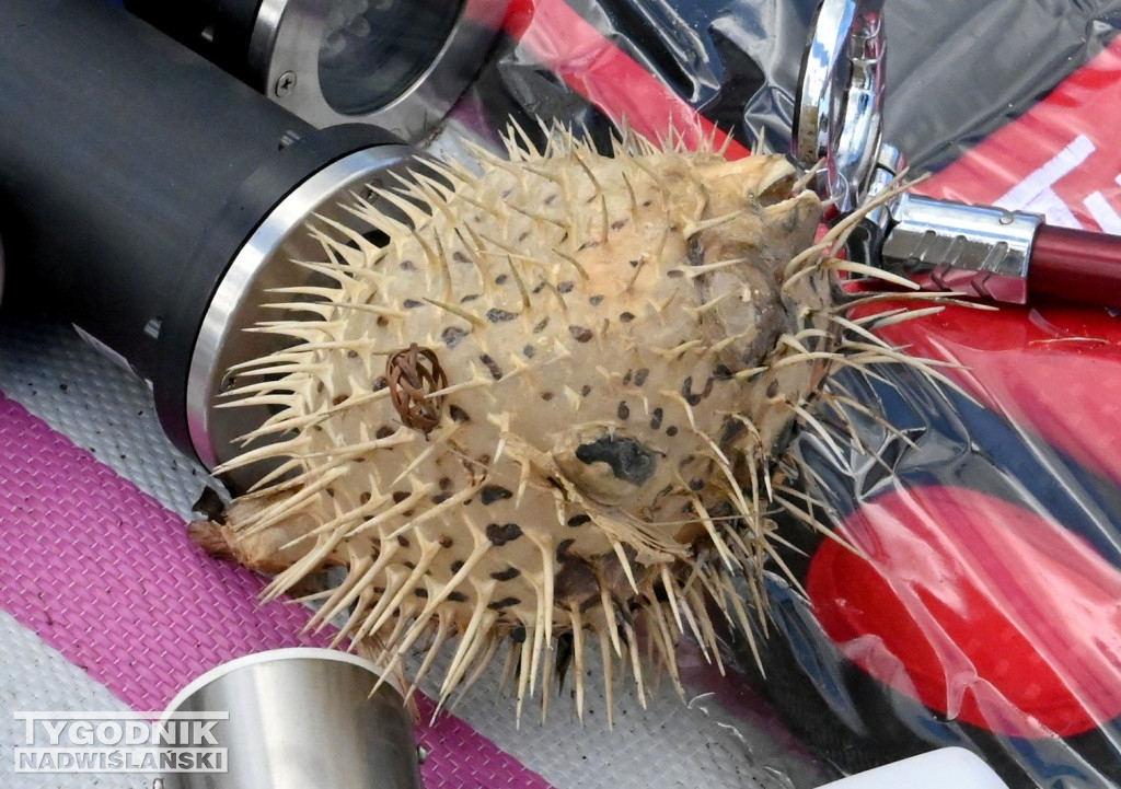 Kwietniowy Pchli Targ w Tarnobrzegu