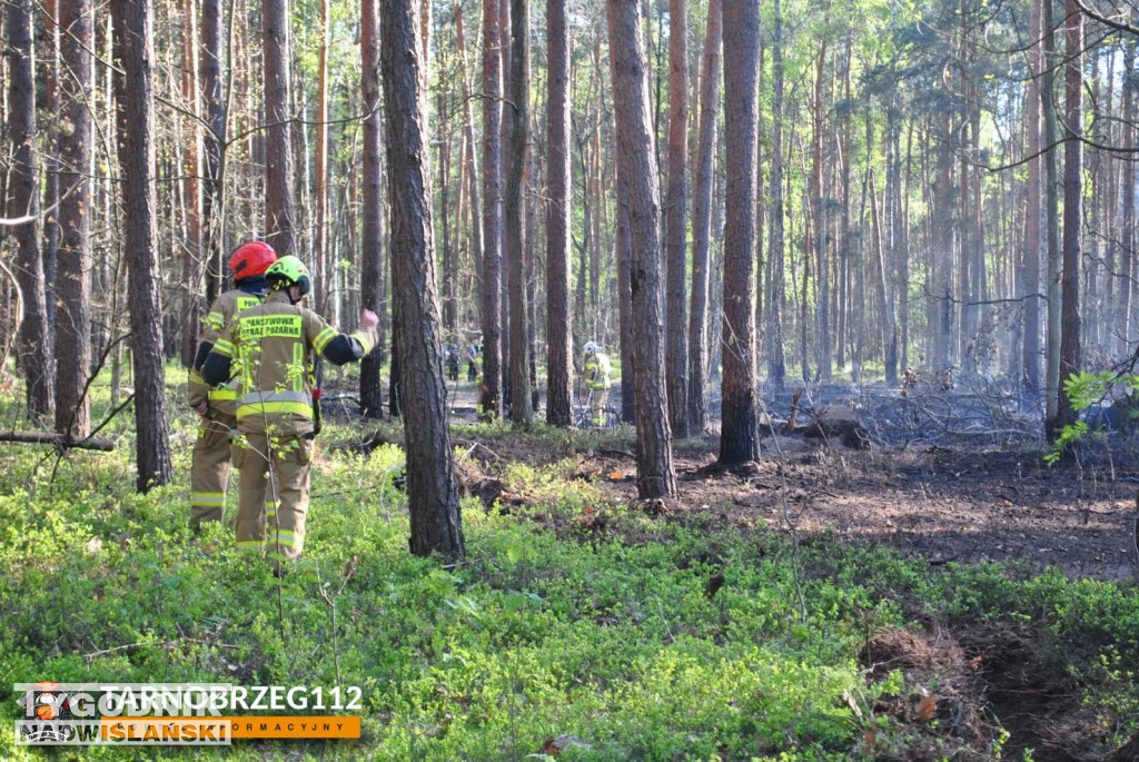 Pożar lasu w Orliskach