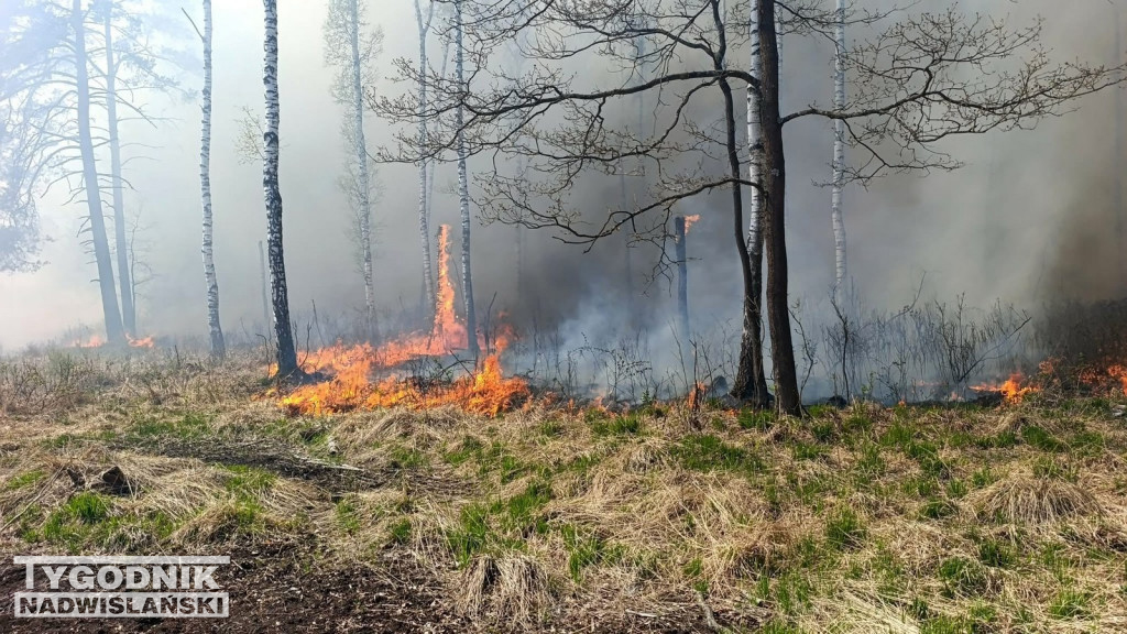 Pożar na poligonie w Nowej Dębie