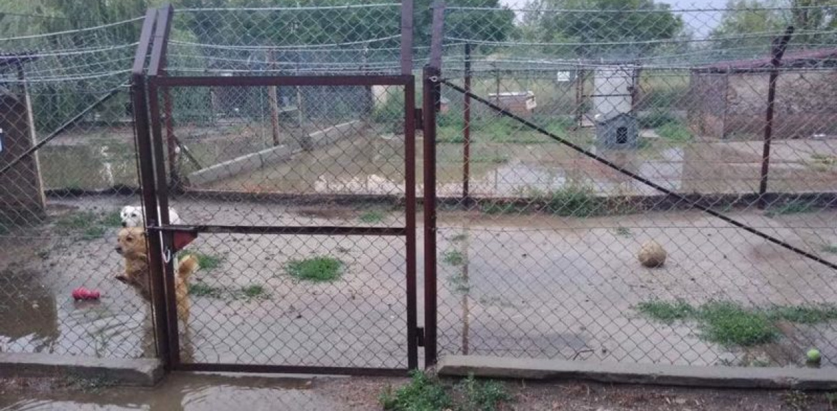 Schronisko w Tarnobrzegu-Machowie nie przyjmuje zwierząt. Powodem poważnie przekro