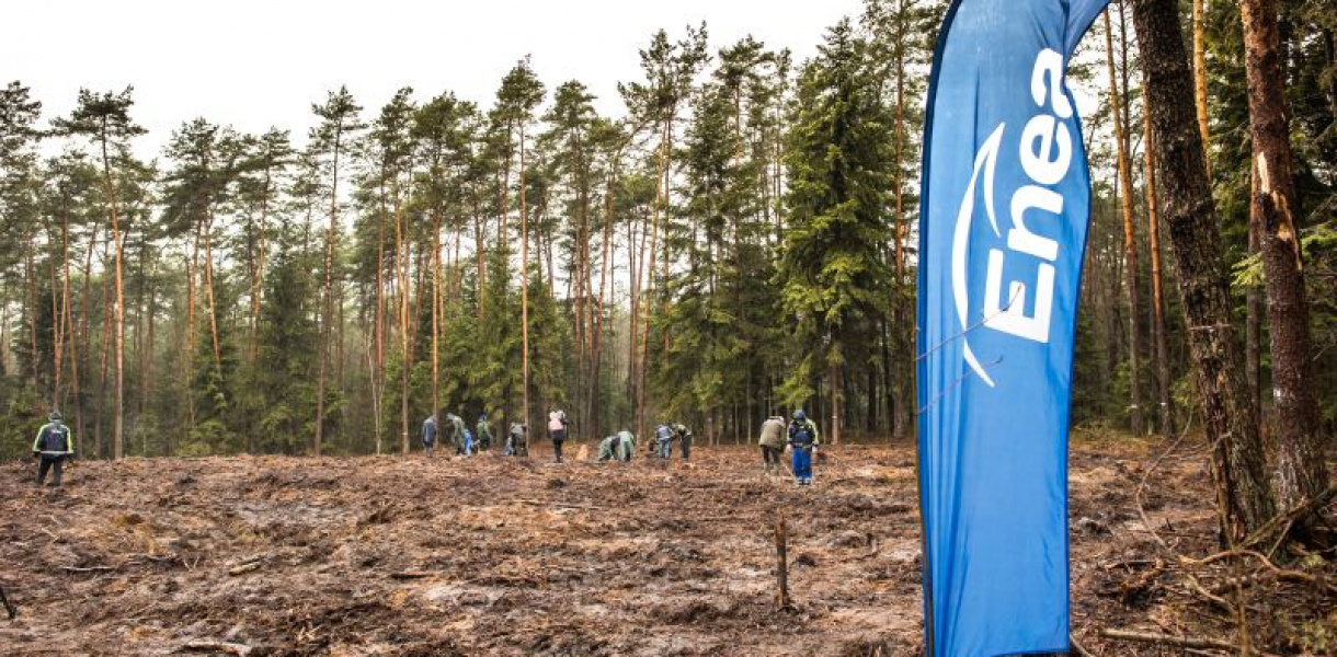 Posadzili 8 tysięcy drzew! Wyjątkowa akcja w gminie Rytwiany