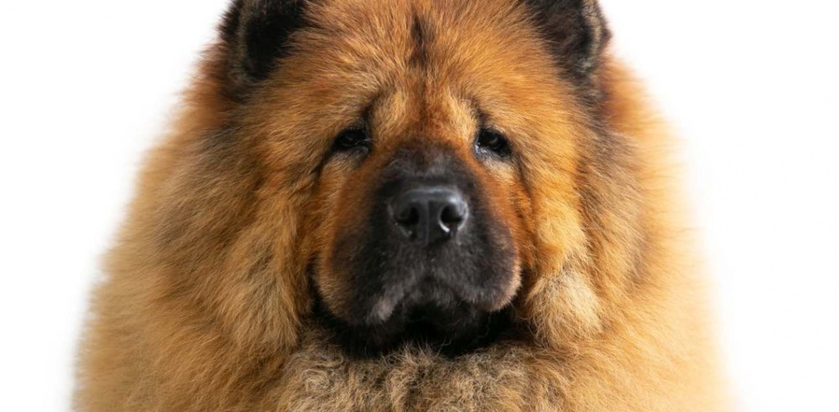 Ile kosztuje najdroższy pies świata?