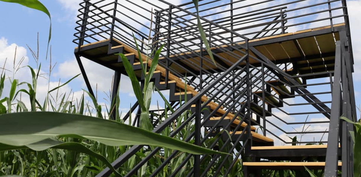 W Kurozwękach już po raz piętnasty powstał kukurydziany labirynt. Ma prawie 5 hekt