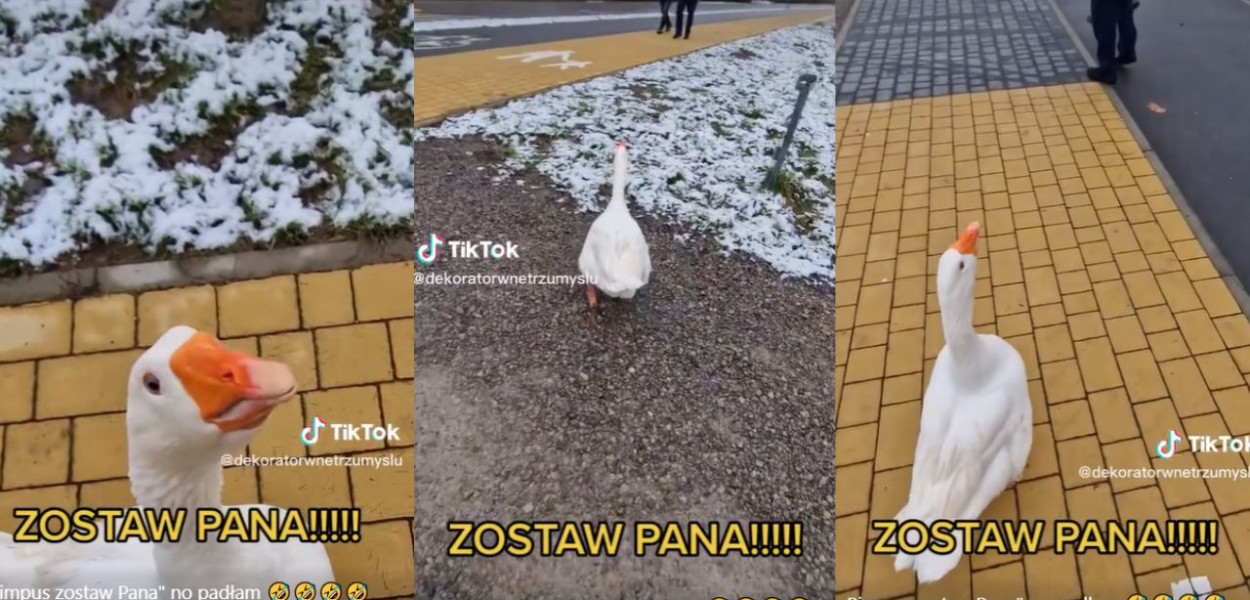 Gęś Pipa rozrabia nad Jeziorem Tarnobrzeskim. Nagranie robi furorę