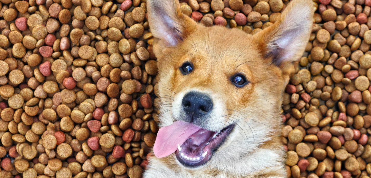 Zatwardzenie u psa - jak sobie z nim poradzić?