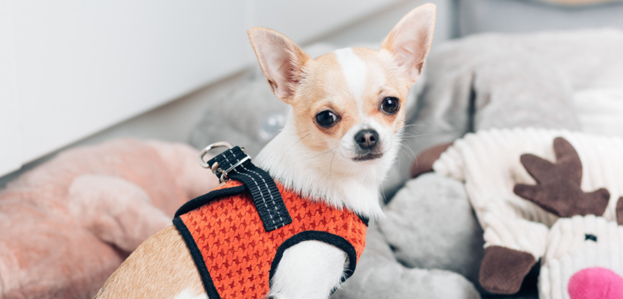 Co powinien umieć roczny pies?