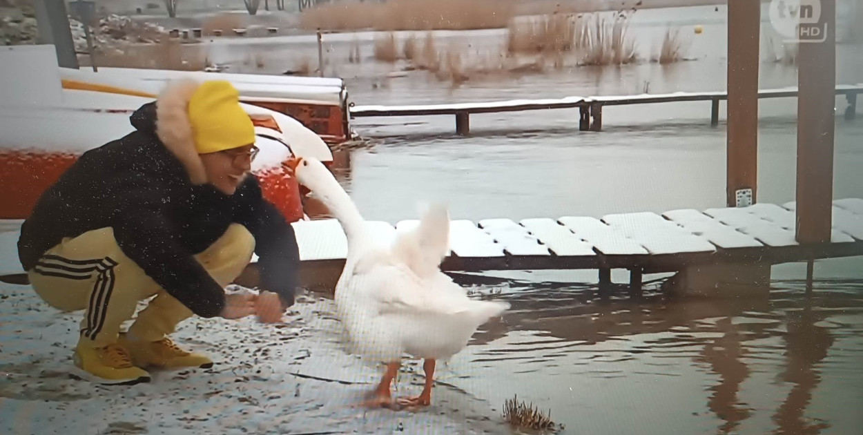 Tarnobrzeska gęś Pipa w Faktach TVN! [WIDEO]
