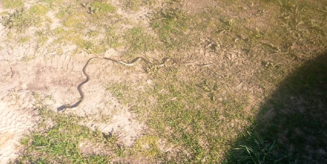 Kilkanaście węży na jednej posesji? Interwencja strażaków